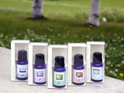 �x�ǖ�^Floraltree �l 